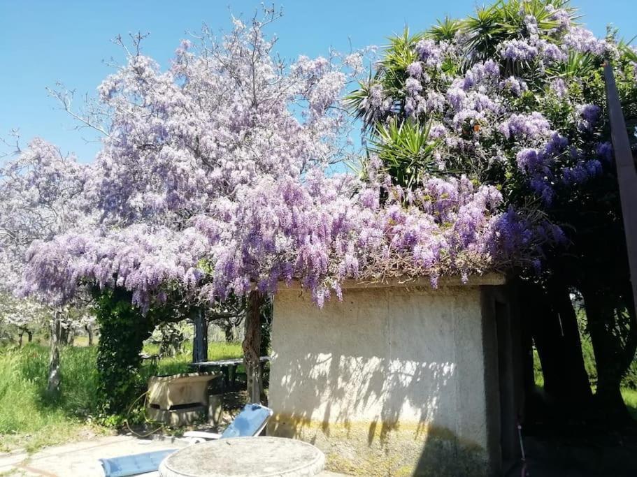 La Campagna Di Rosy Lägenhet Genzano di Roma Exteriör bild