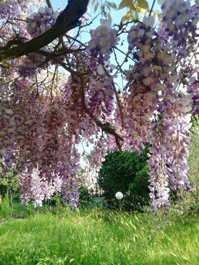 La Campagna Di Rosy Lägenhet Genzano di Roma Exteriör bild