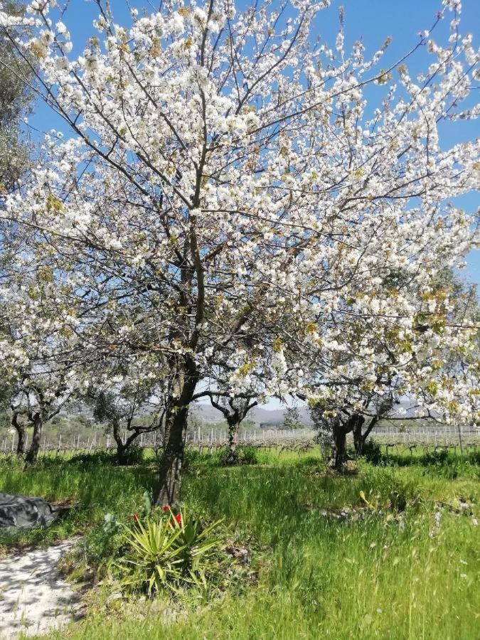 La Campagna Di Rosy Lägenhet Genzano di Roma Exteriör bild
